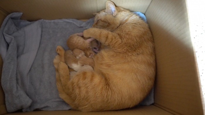 箱の中にいる親子猫