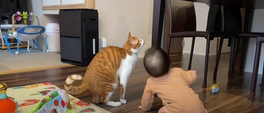 ジャンプする前の猫と赤ちゃん