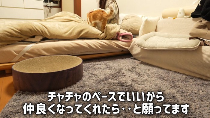 テロップ「チャチャのペースで~」