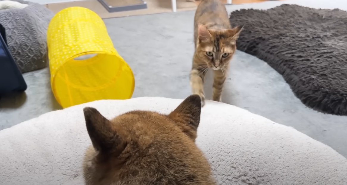 クッションの上にいる柴犬に近寄る猫