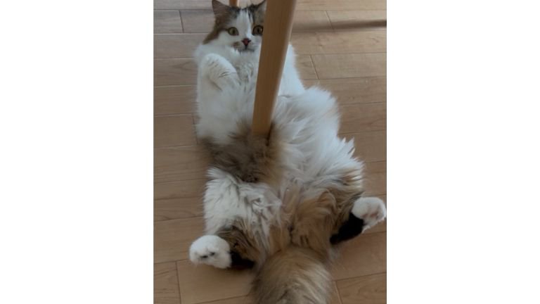 寝転がっている猫