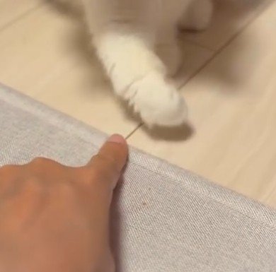 猫パンチが届かない猫(アップ)