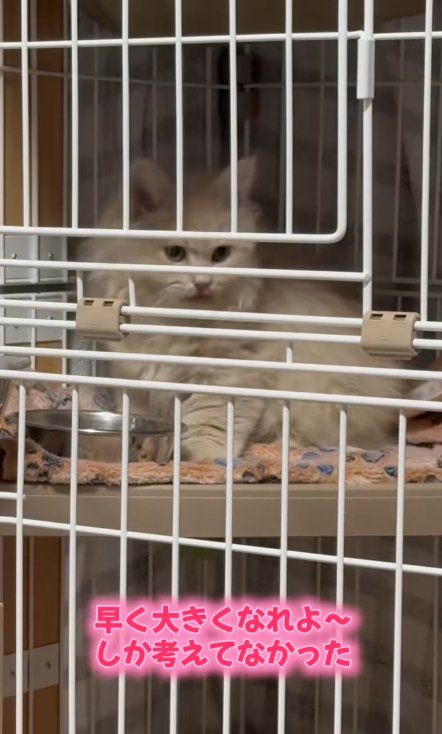 ケージの中にいる猫