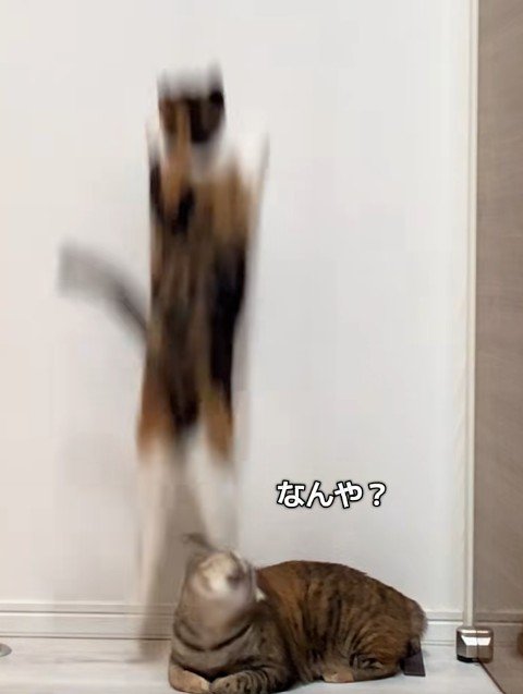 キジ猫の頭を踏む三毛猫(アップ)