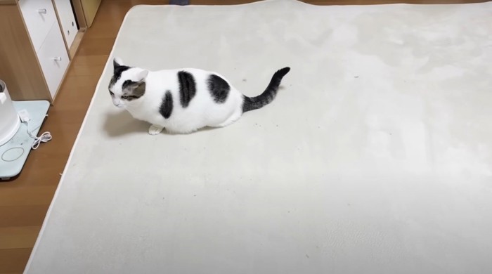 カーペットにいる猫