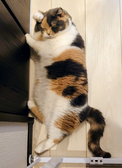 猫が床で寝そべっている