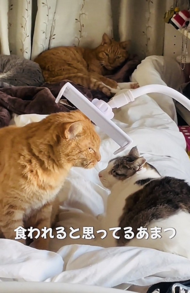 キジ白猫に鼻チューしようとする茶トラ猫