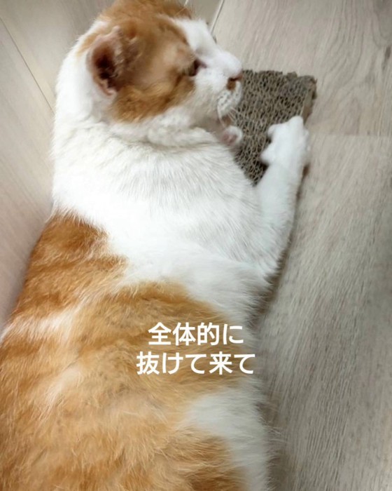 爪とぎに乗る猫