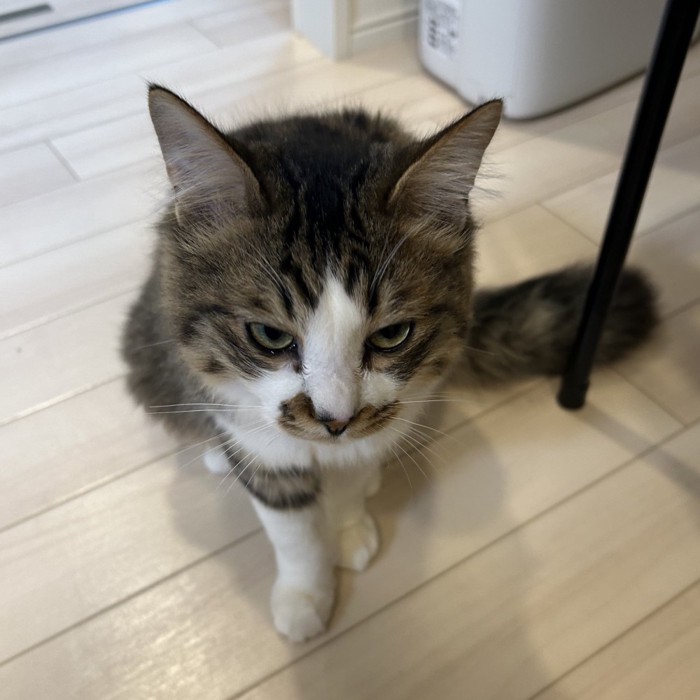 不機嫌なほたてくん