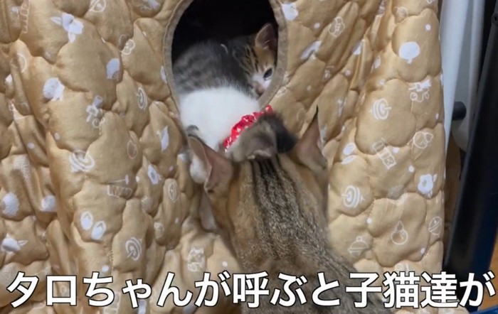 こたつ入り口から乗り出す子猫