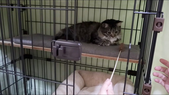 猫じゃらしを見つめるキジトラ猫