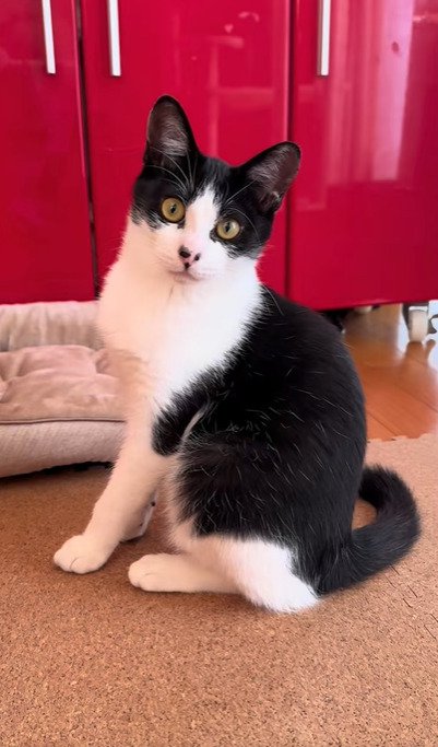 家の中で座る猫