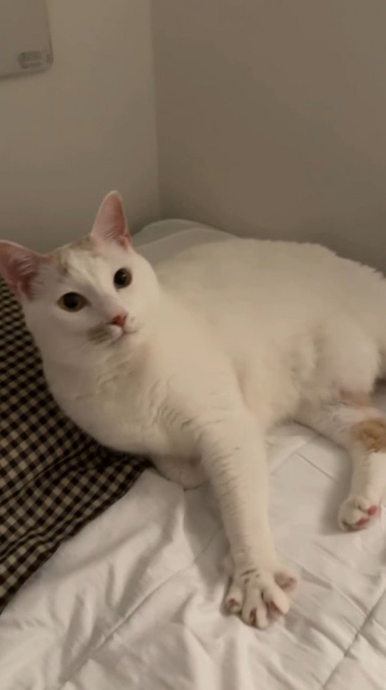 ベッドに座って飼い主を見上げる猫