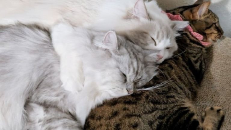 寄り添う猫たち