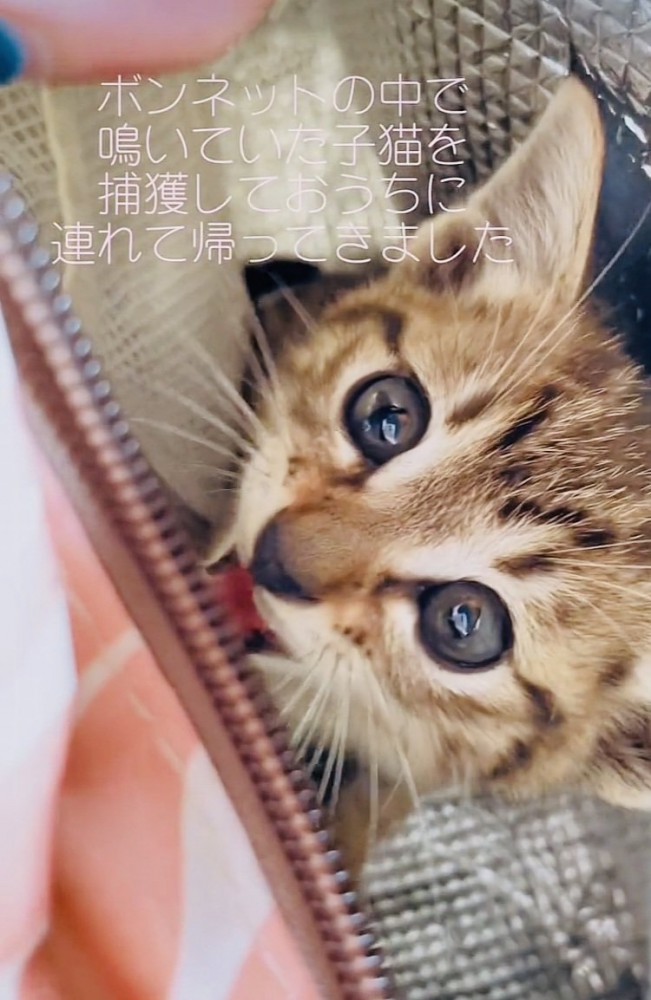 猫用キャリーの中で鳴く子猫