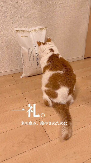 米袋の前に座る猫