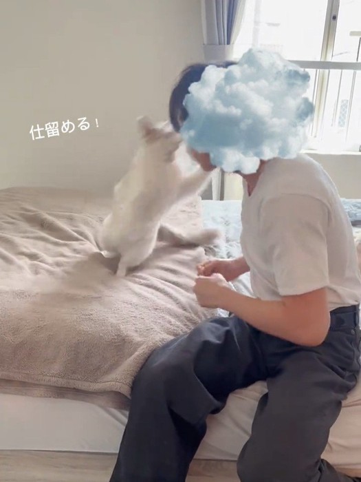 人に飛びかかる猫