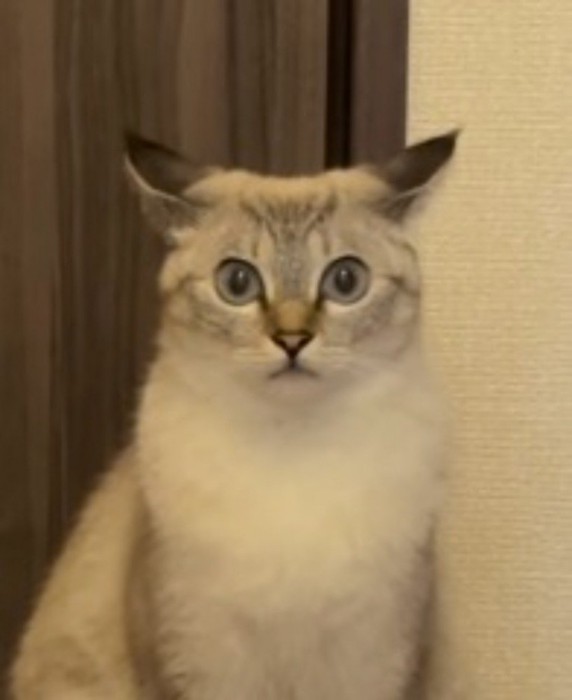 耳を倒して飼い主を見つめるトラ模様の猫