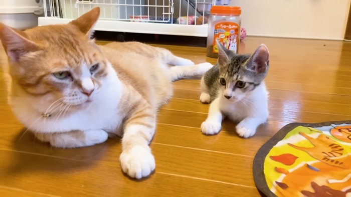 横に並ぶ園長とららちゃん