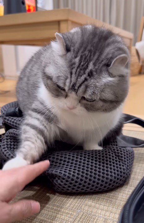 リュックに手を伸ばす飼い主を、前足で制止する猫