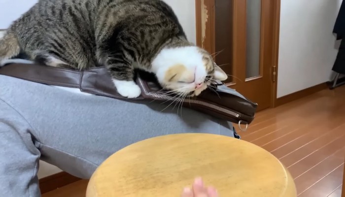 カバンにスリスリ