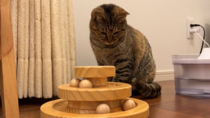 おもちゃに興味を持つ猫