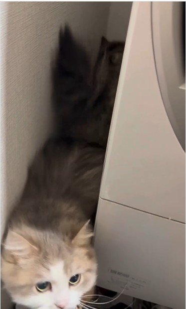 洗濯機の裏に隠れている猫