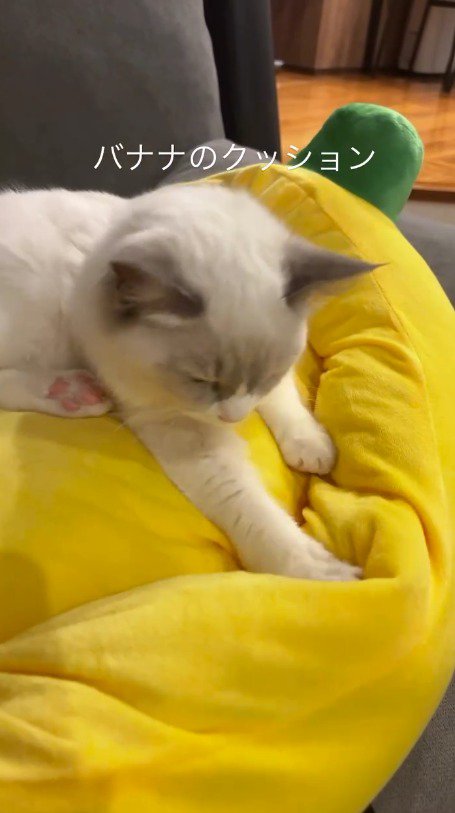 目を細めてクッションを踏む猫