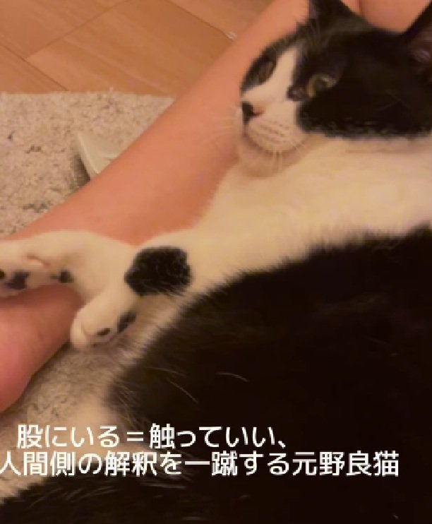 寝転がる猫