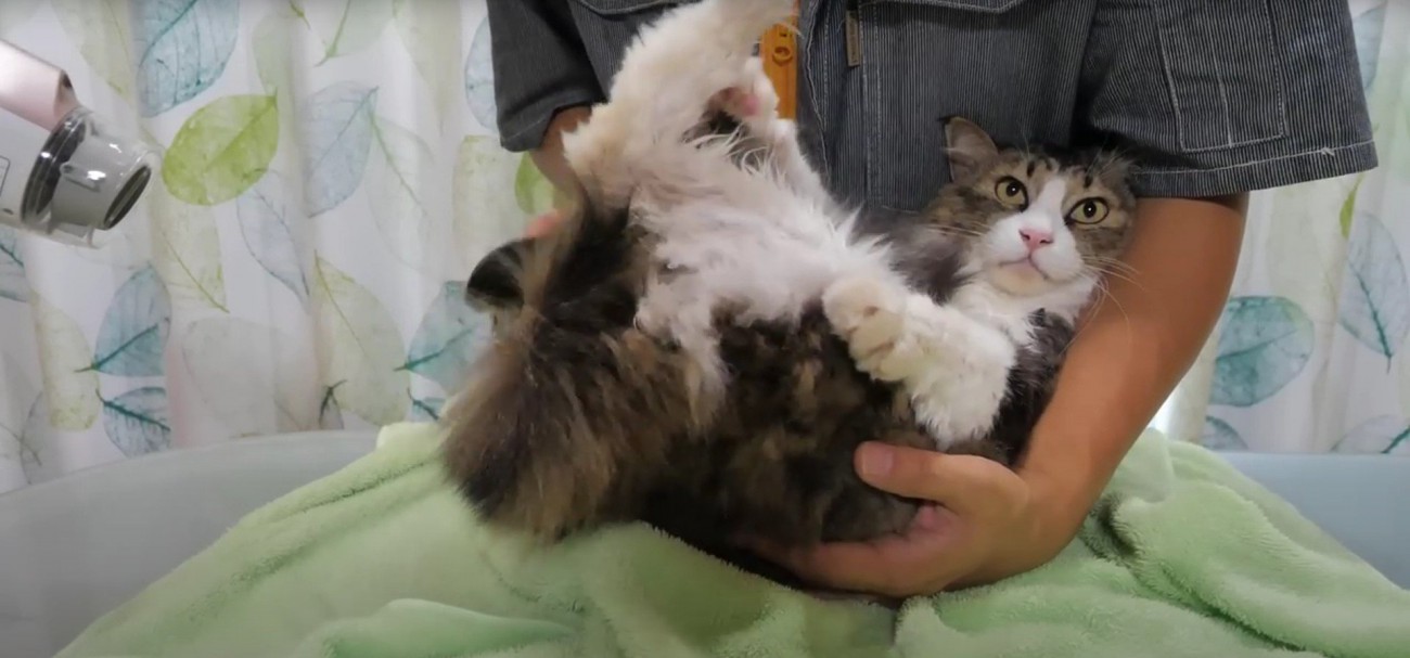 ドライヤーの風を浴びている猫