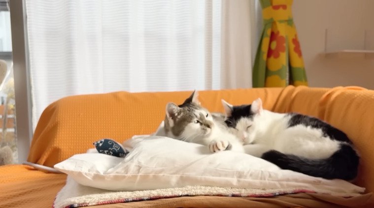 布団の上に乗る2匹の猫