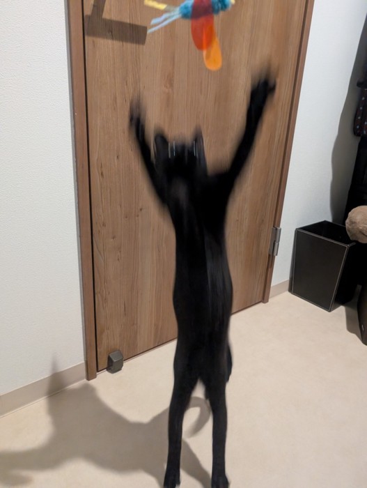 ジャンプをしてブレている子猫の写真