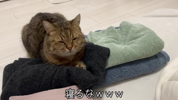 洗濯物の上で寝始めたみにらくん 