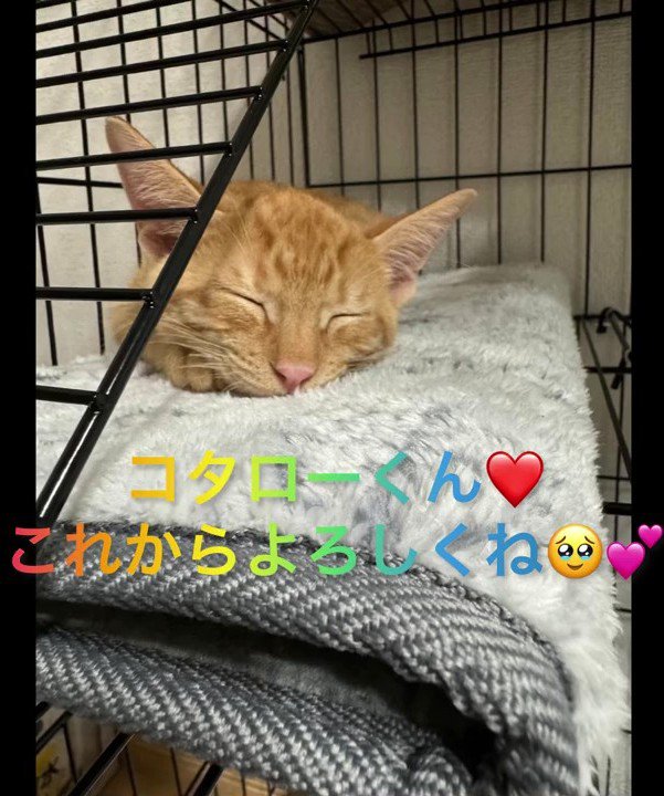 寝ている猫の顔