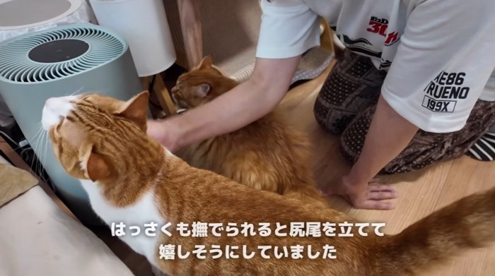 あごをなでられている猫