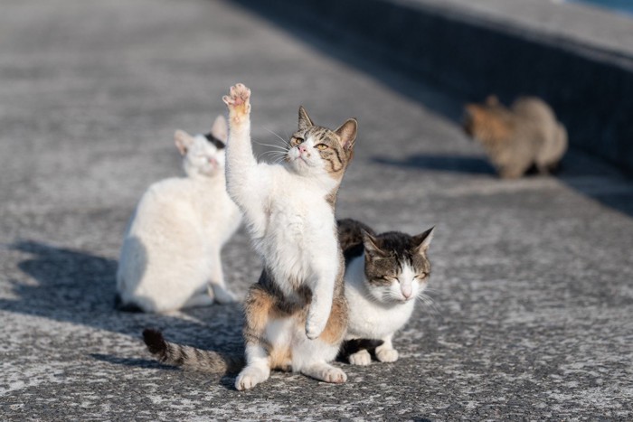 立ち上がっている猫