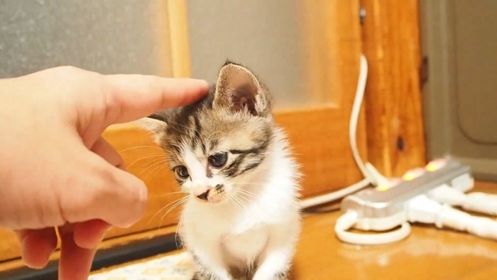 指で頭をなでられる子猫