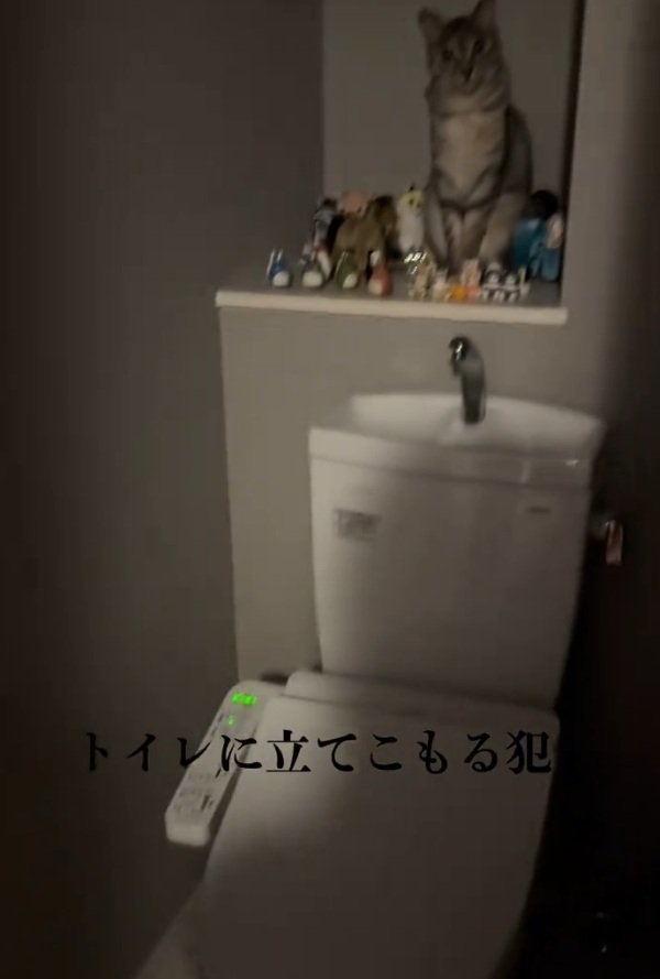 トイレにいるルナちゃん