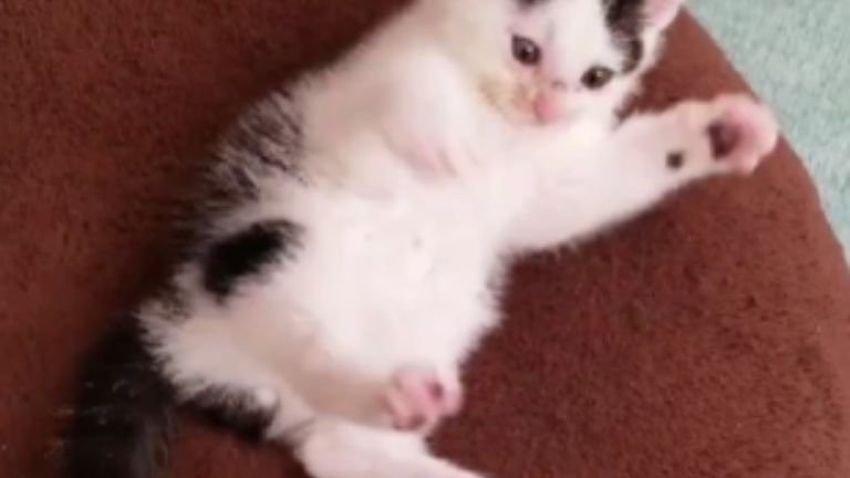 室内にいる子猫