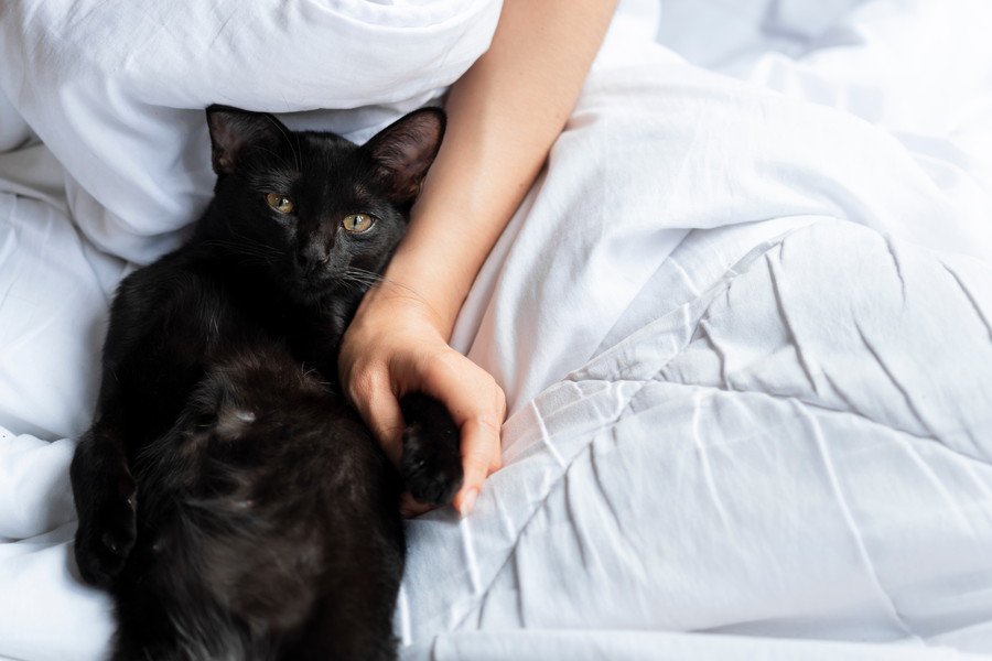 女性のベッドで寝転ぶ黒猫
