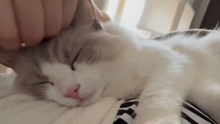 撫でられている猫