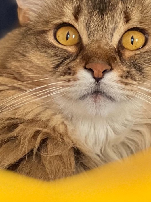 にらむなーさん