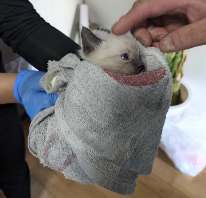 タオルに包まれた子猫