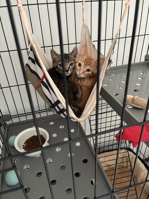 ハンモックに乗る2匹の子猫