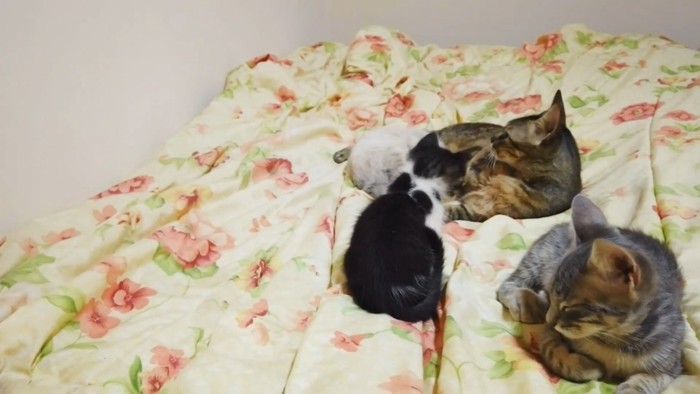 成猫に近づく子猫