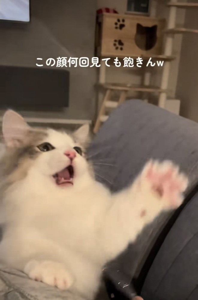 猫じゃらしで遊ぶミヌエット