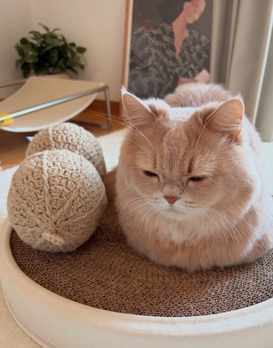 ピーナッツのぬいぐるみの隣に座って目を細める猫