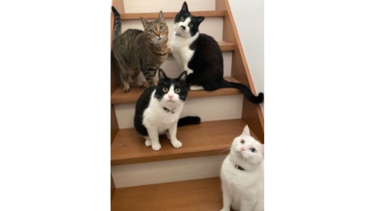 階段に集まる猫たち
