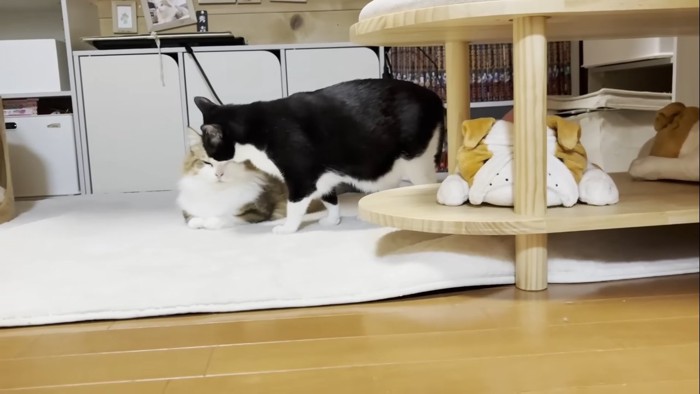 秀吉くんとひまわりちゃん