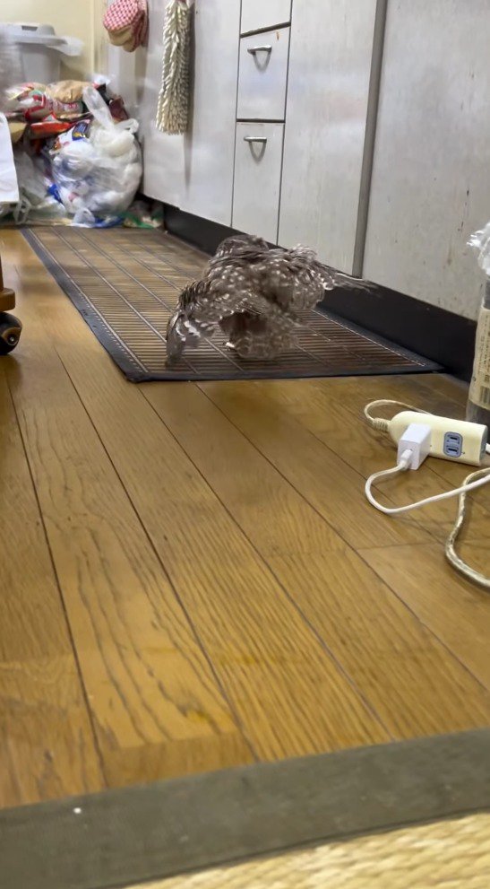 走って猫を追いかけるフクロウ